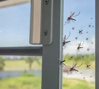blog/moskitiery-siatki-na-okna-skuteczne-sposoby-na-komary/636-moskitiery-siatki-na-okna-skuteczne-sposoby-na-komary.webp