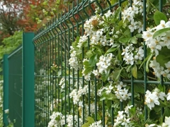 blog/ogrodzenie-panelowe-cena-rodzaje-poradnik-montazu/ogrodzenie-panelowe-z-bluszczem.webp